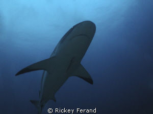 Female Caribbean Reef Shark - Roatan, Honduras by Rickey Ferand 